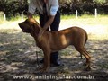 Fila Brasileiro Eventos Canil Singular